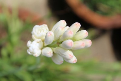 晚香玉或龙舌兰，花背景