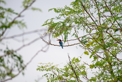 白喉翠鸟(Halcyon smyrnensis)也被称为白胸翠鸟，是一种树翠鸟，广泛分布在亚洲