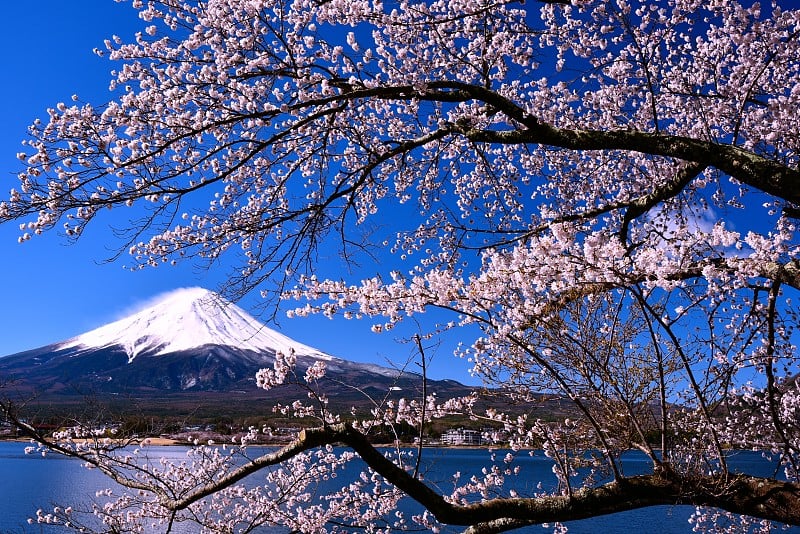 富士山和樱桃树