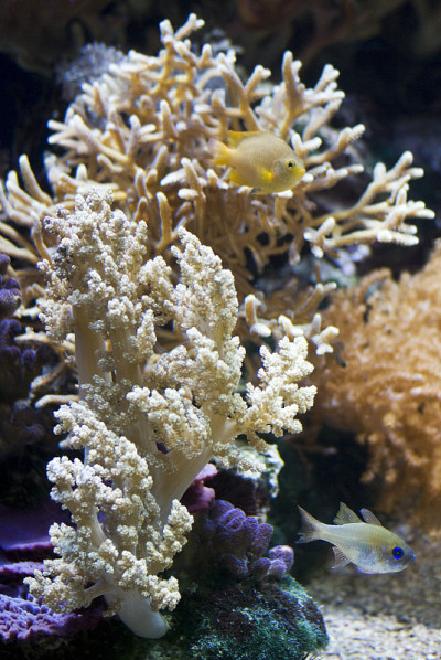 Paramuricea clavata