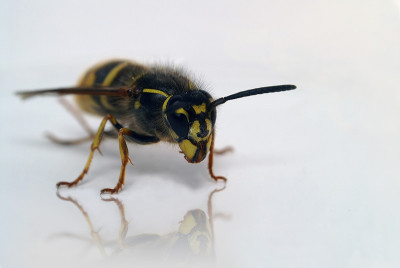 黄蜂