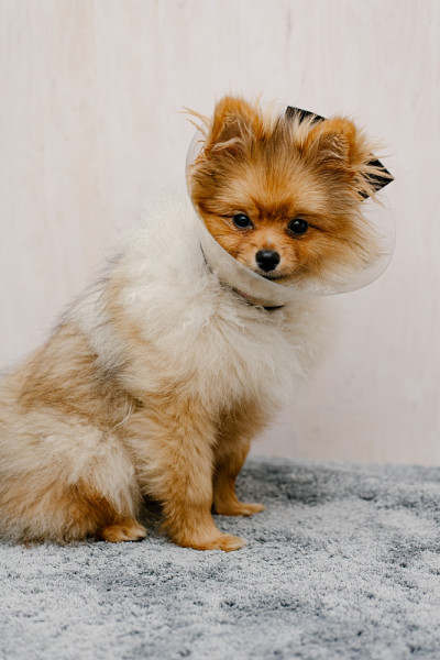 戴着伊丽莎白时代保护项圈的博美犬