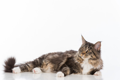 好奇的灰色缅因猫躺在白色的桌子上反射。白色背景。查找。
