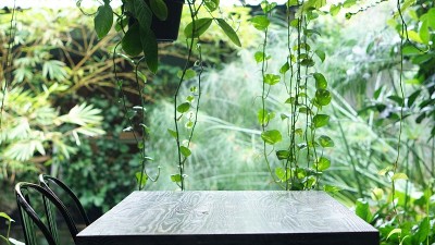 雨林咖啡厅的气氛