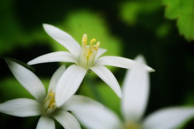 伯利恒花之星