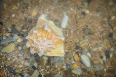 海螺壳在海水中水下拍摄
