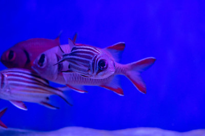 蓝色背景的咸水水族馆里漂亮的松鼠鱼