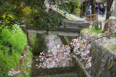 日本京都的春天——哲学家的漫步