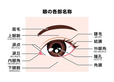 人眼结构(部件名称)矢量图/日语