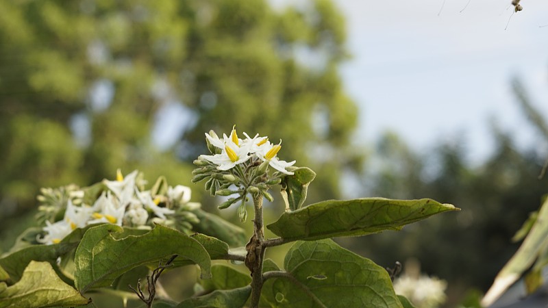 花来自植物托鲁巴姆，又称豌豆茄子、盘刷、火鸡莓、沙参等