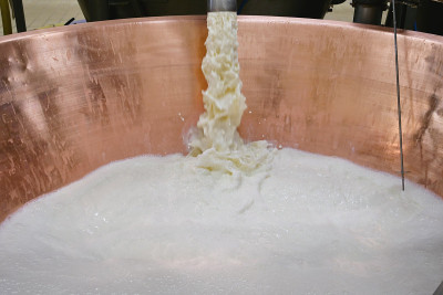 奶酪制作师使用新鲜的生物牛奶制作帕尔玛干酪。