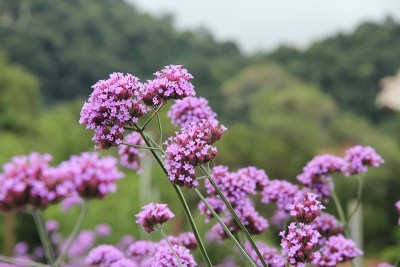 韦尔贝纳骨质花