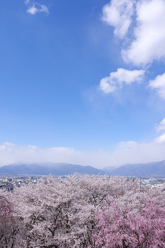 樱花在Kohoyama古坟