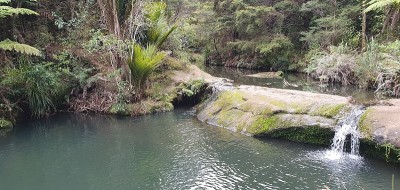 戈尔迪布什步道，Muriwai和亨加地区，奥克兰，新西兰