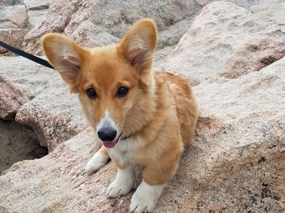 狗在山