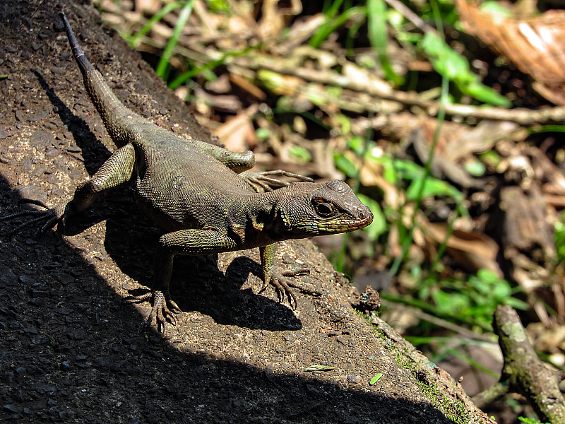 亚马逊熔岩蜥蜴(Tropidurus torquatus)搜寻环境