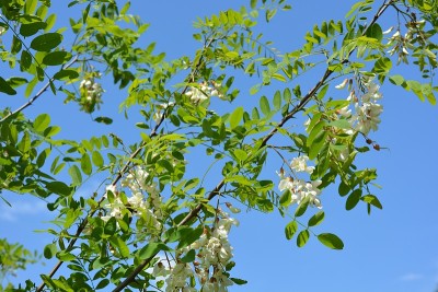 在一棵金合欢树上，一簇簇鲜艳的白花和绿色的叶子绽放着。许多鲜艳的树枝上挂着天鹅绒般的花朵，坐落在明亮