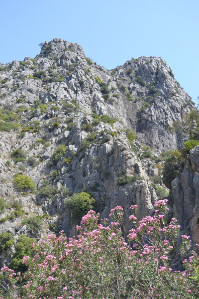 岩石附近的野生杜鹃花。
