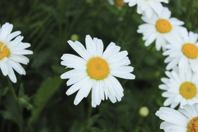甘菊