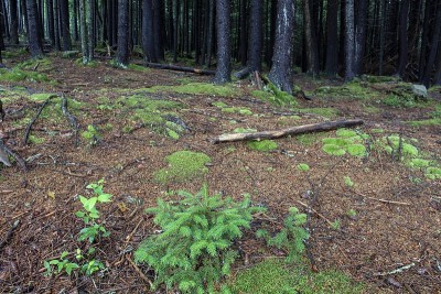 在西弗吉尼亚州高山森林地衣和苔藓的特写