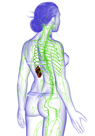 3d渲染医学上准确的女性淋巴系统的插图