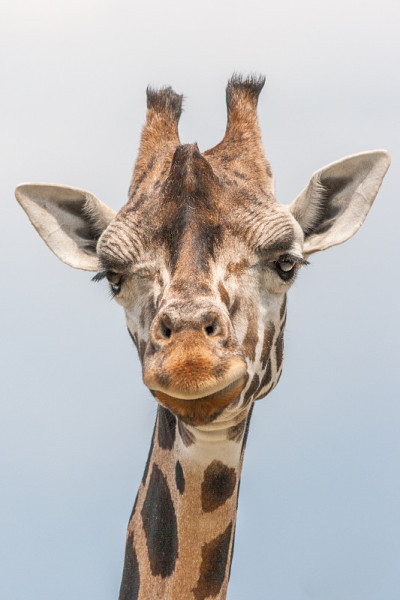 长颈鹿(Giraffa)。