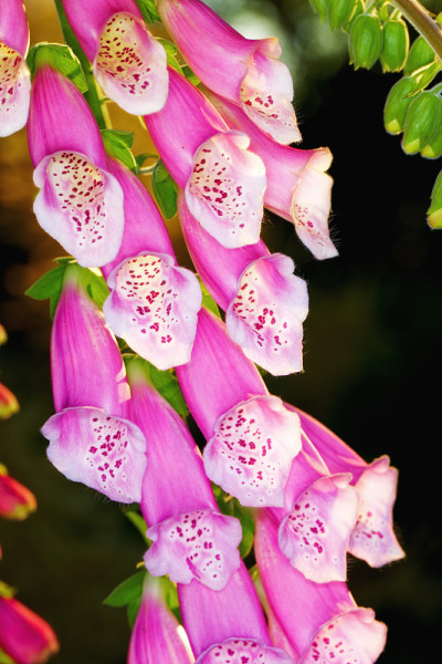 明亮的粉红色foxgloves