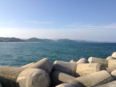 用四足动物观赏海洋