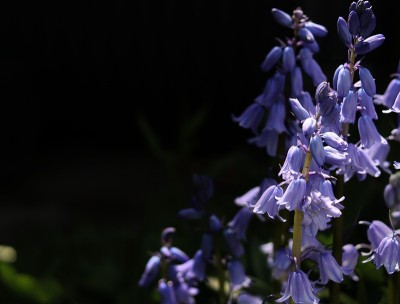蓝铃花