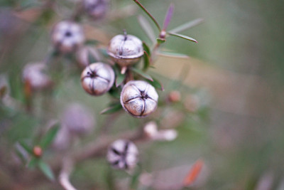 Leptospermum scoparium