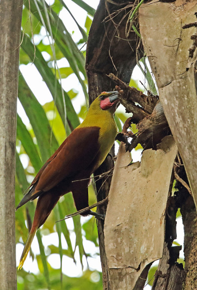 奥利弗Oropendola