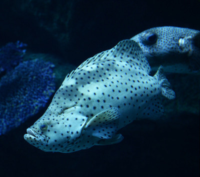 游弋在海洋水下的海洋生物，鳕鱼/石斑鱼