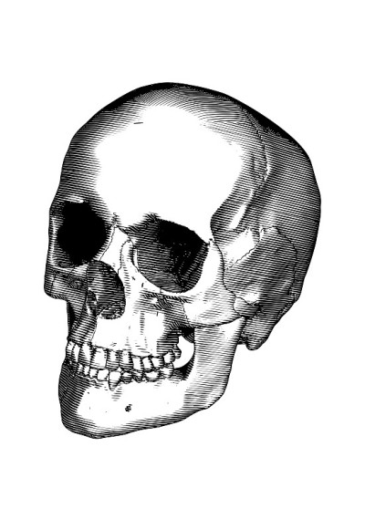 雕刻人类头骨透视插图孤立在白色BG