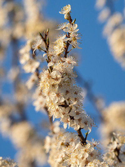 黑刺李开花