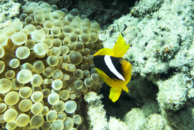 小丑海葵鱼(Amphiprion percula)，在它的海葵家园的触手中游泳