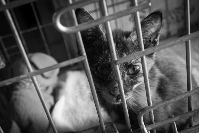 小猫从笼子的铁栏后面向外张望。