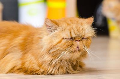 困了红色的猫