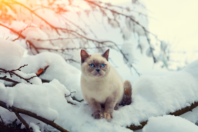 冬季森林里，猫坐在雪堆里