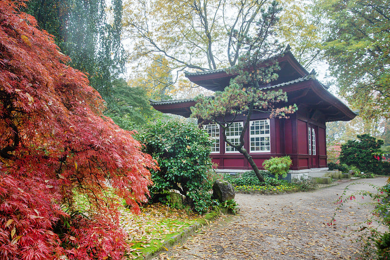 勒沃库森秋天田园诗般的日本花园。红叶的日本枫树和建筑像一座宝塔。有一点雾，花园里几乎没有人