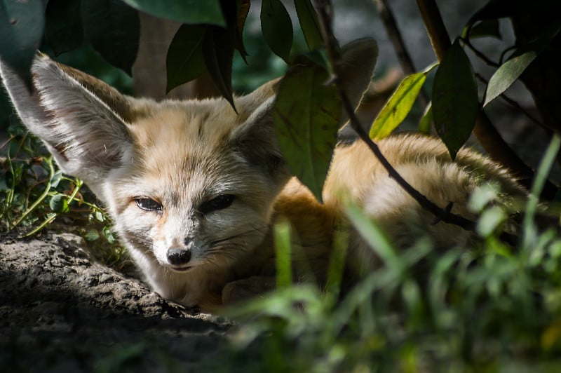 近距离的小耳廓狐休息在草地在一缕光。(Vulpes zerda)。野生动物的生活。