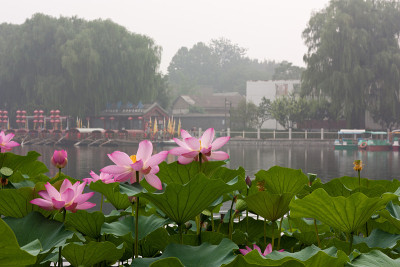 荷花，北海公园，北京，以游船为背景