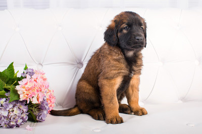 白色沙发上的小狗Leonberger