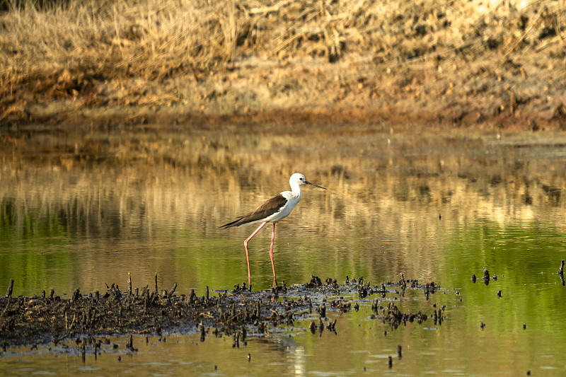 意大利托斯卡纳marremma Grosseto, Castiglione della Pescai