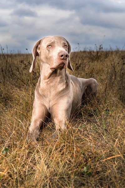 魏玛兰犬在秋天的草地上。草地上的猎犬。狩猎季节。阴天狩猎。一个漂亮的狗。