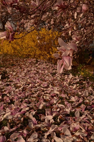 樱花,