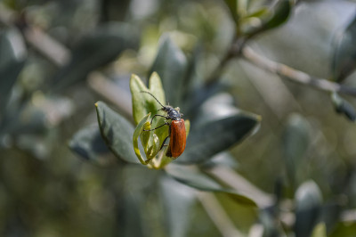 Rhagonycha fuscitibia（士兵甲虫）