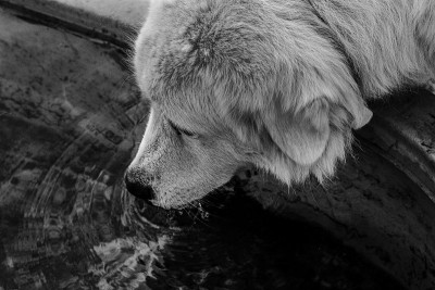 工作犬停下来喝了一杯