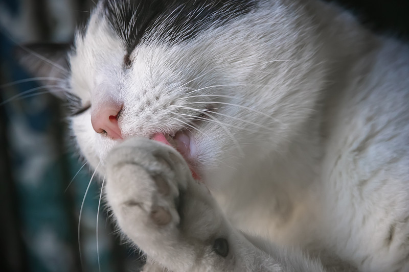 一只黑白相间的猫在舔它的爪子