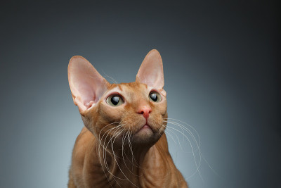 特写有趣的姜斯芬克斯猫好奇地看着黑暗
