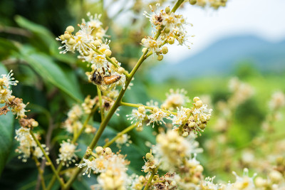 花园里的龙眼花